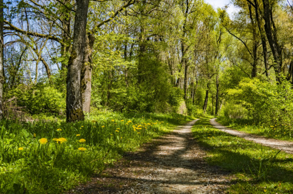 chemin en forêt