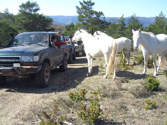 4x4 et chevaux en liberté