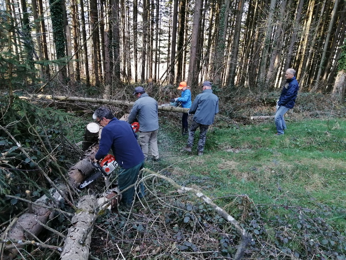 Tronçonnage à Ban de laveline (88)